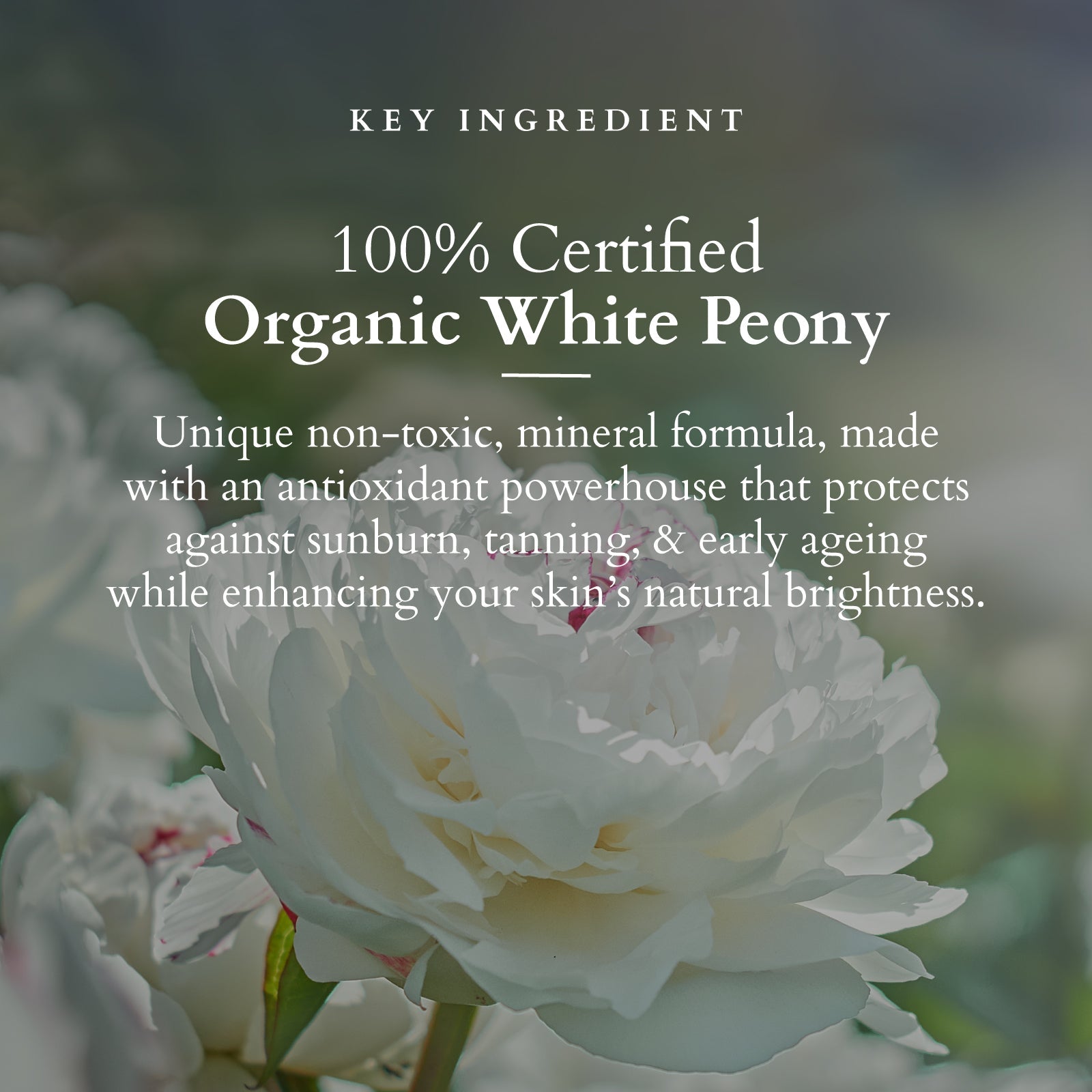 Lotus Herbals Organics+ Sheer Brightening Mineral Sunscreen SPF 50 PA+++, 100g