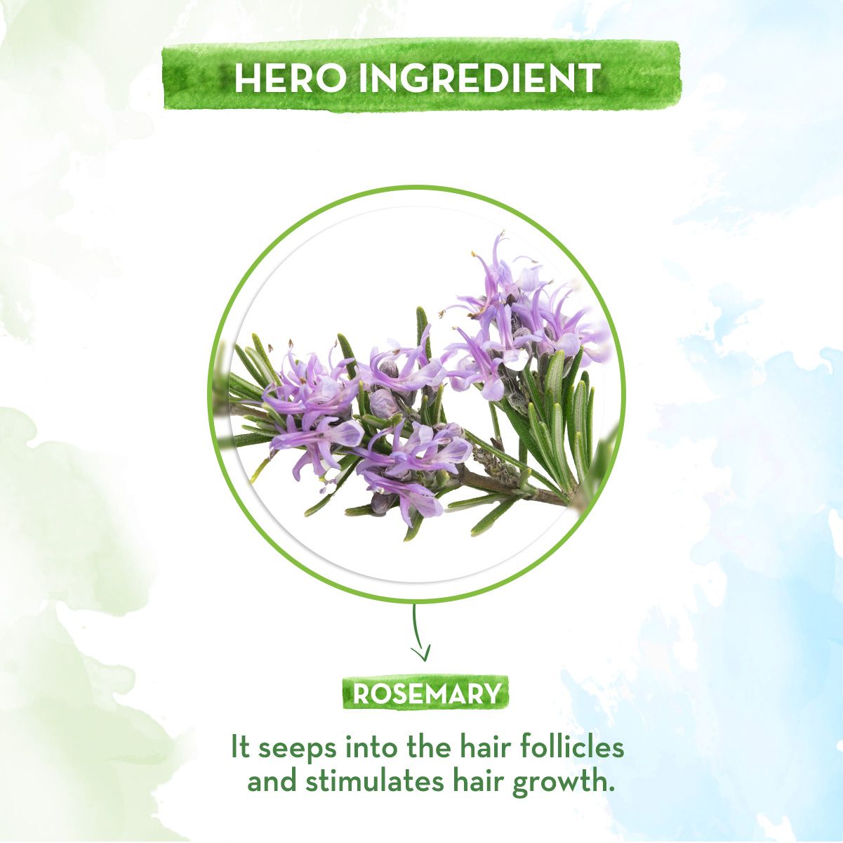 Mamaearth Rosemary Essential Oil for Hair Growth, 15ml - Image 4 - Buy from Indicrest