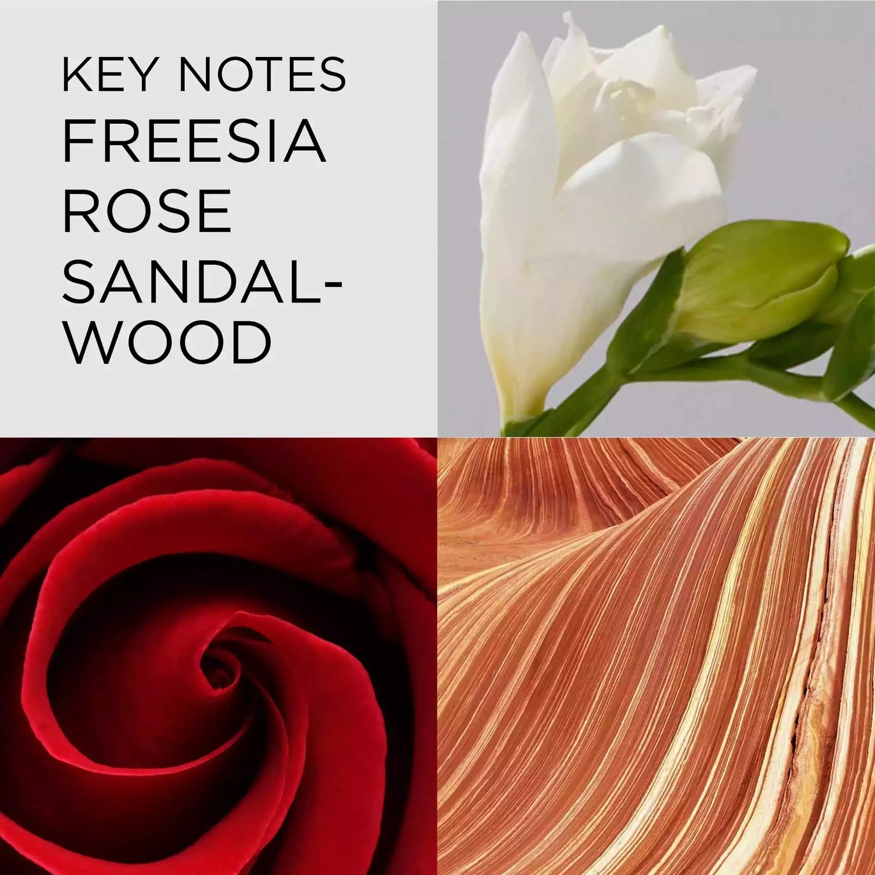 Buy Red Door Eau de Toilette for Women 100 ml