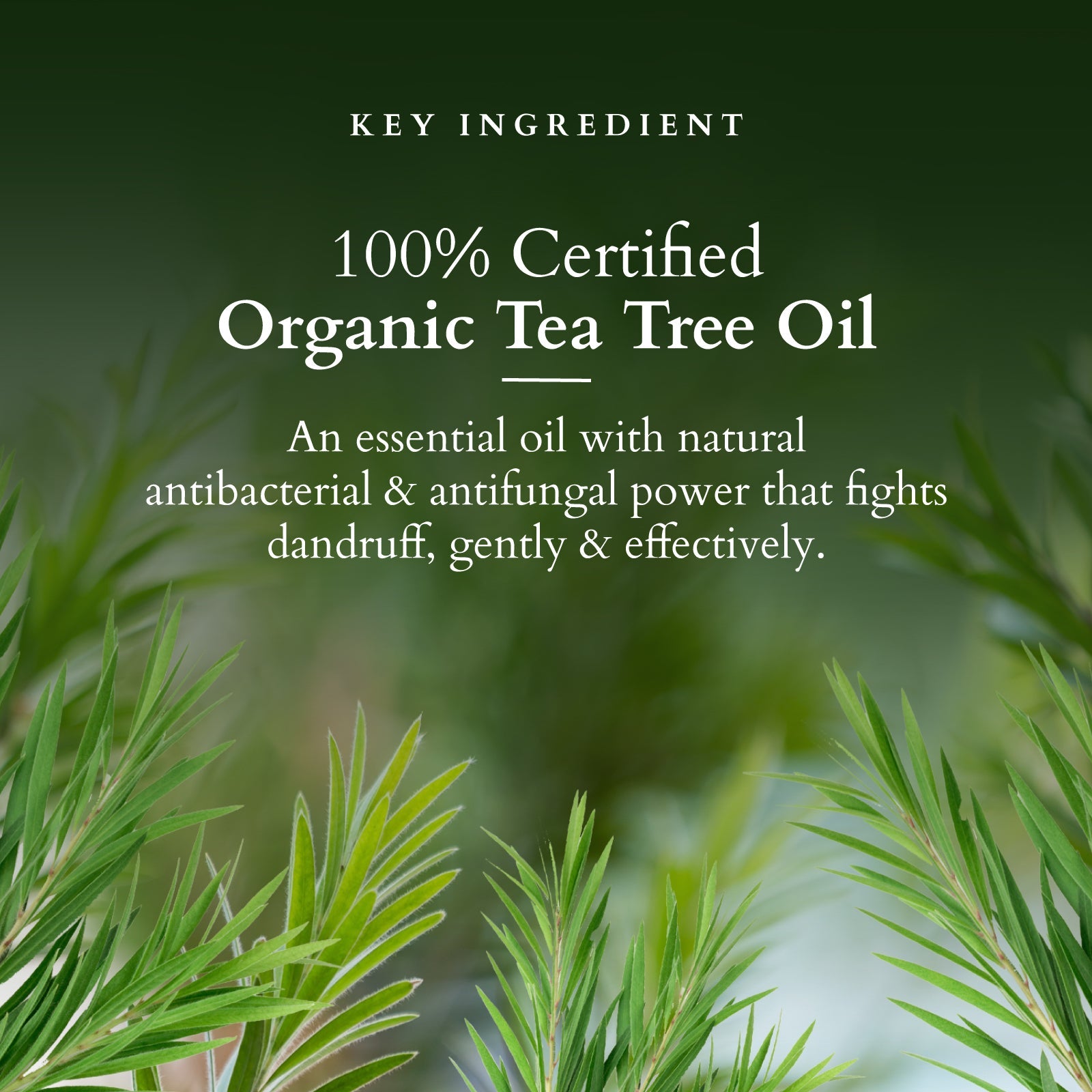 Lotus Herbals Organics+ Chemical-Free Anti-Dandruff Shampoo, 300ml
