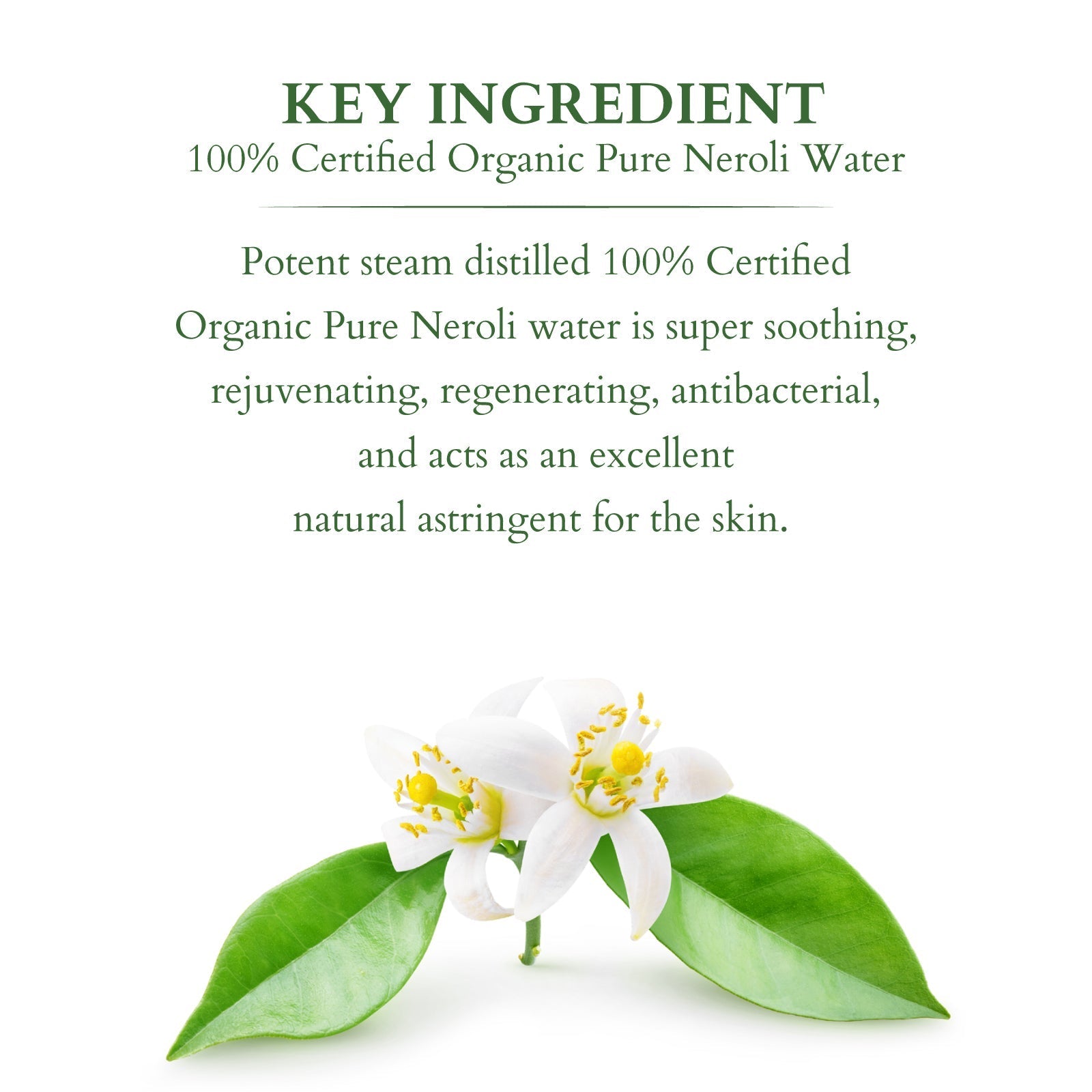 Lotus Herbals Organics+ 100% PURE NEROLI FLORAL WATER, 50ml