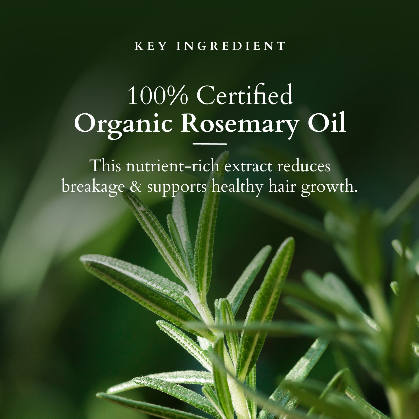 Lotus Herbals Organics+ Hair Growth Active-Concentrate Serum, 28ml