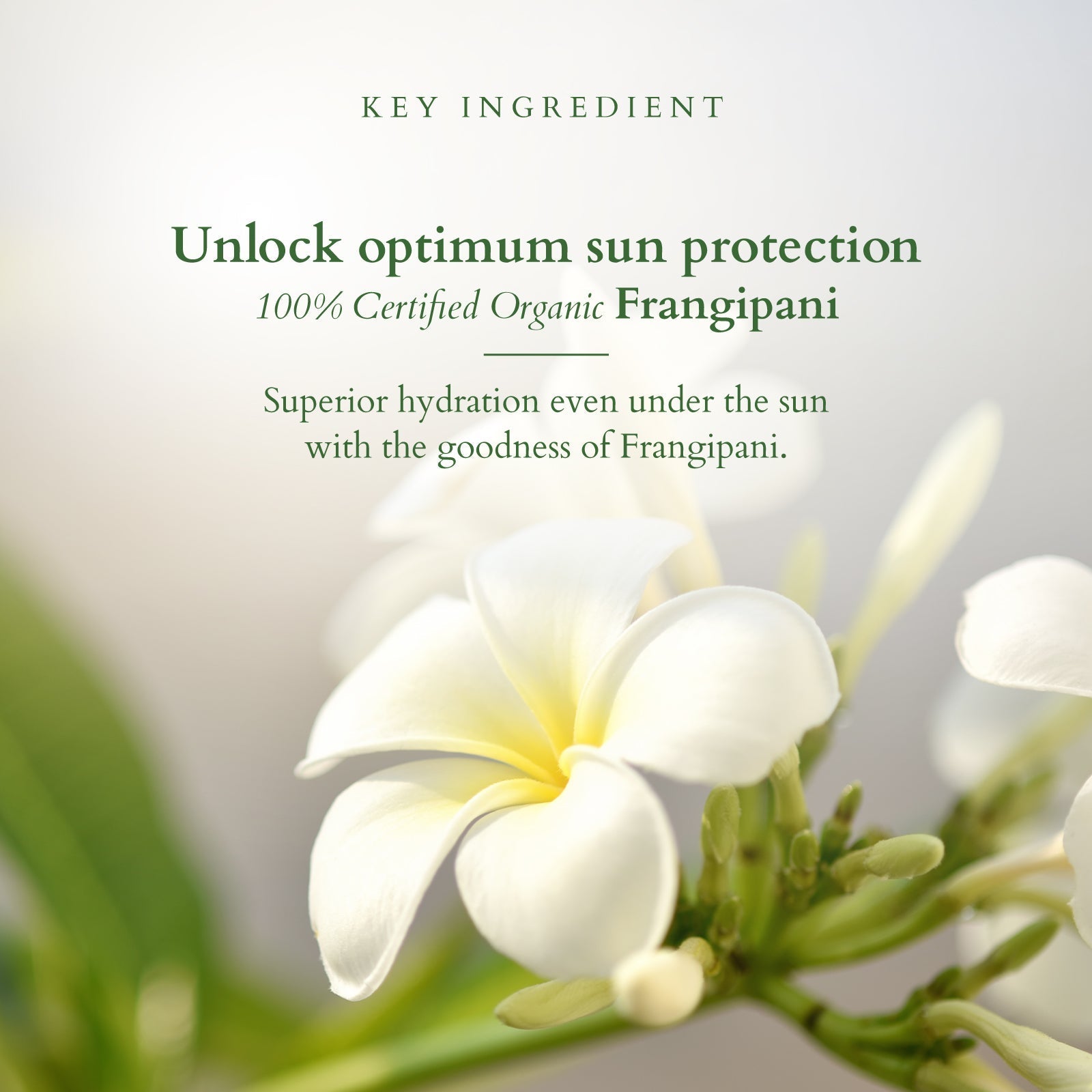 Lotus Organics+ Hydrating Gel Mineral Sunscreen SPF 30 PA+++ (100g) – Moisturize & Protect