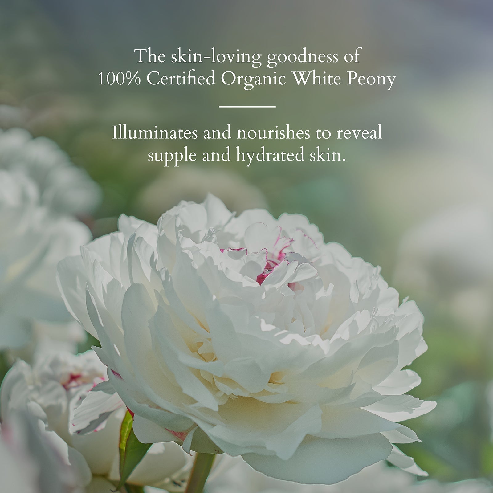 Lotus Organics+ Precious Brightening Crème SPF 20, 30g – Brighten & Protect Skin