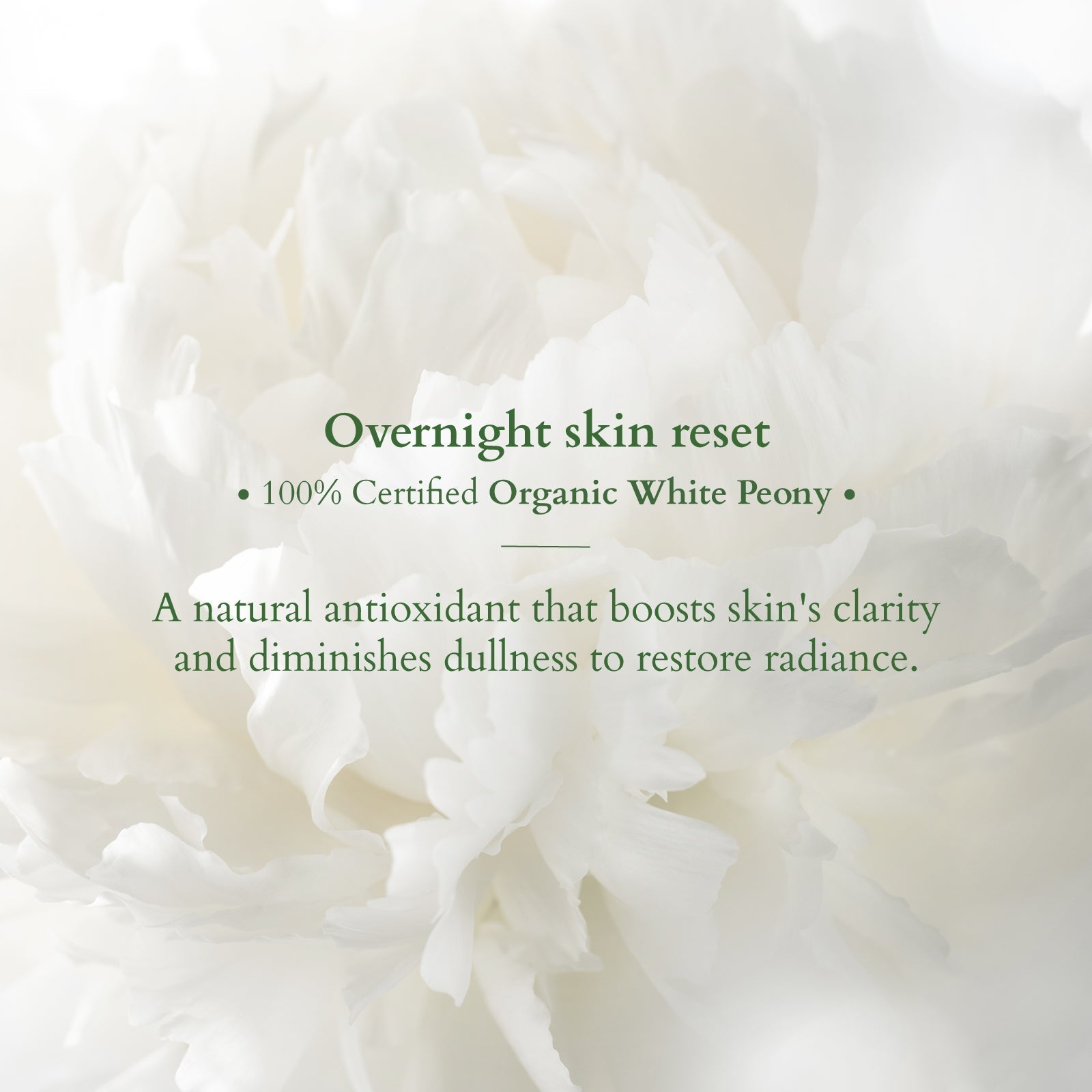 Lotus Organics+ Precious Brightening Night Creme White Peony, 30g – Hydrate & Revitalize Skin