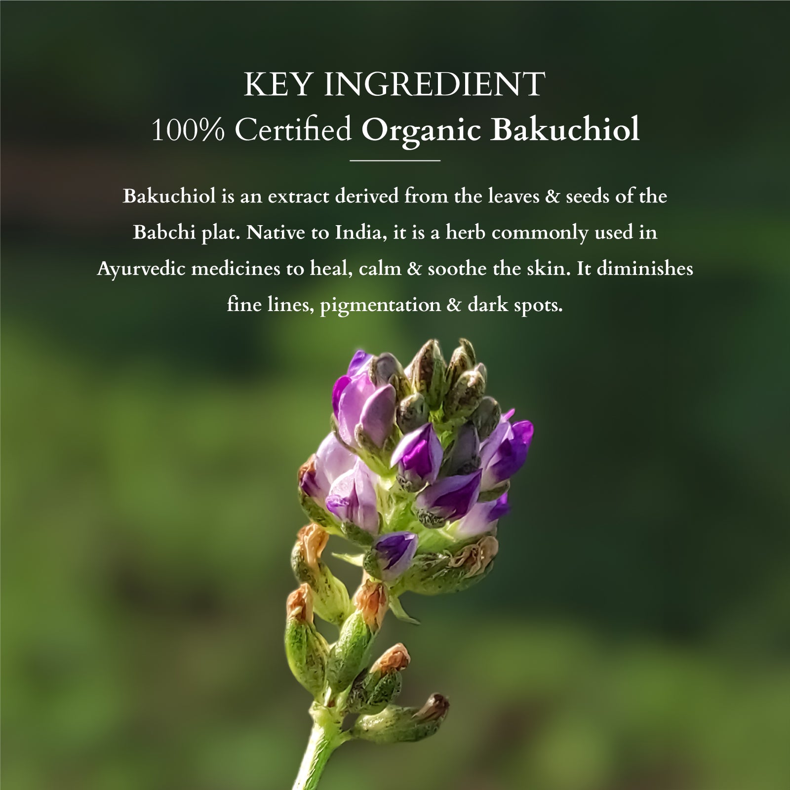 Lotus Herbals Bakuchiol Advanced Anti Ageing Duo, Bakuchiol Serum 30mlBakuchiol Face Oil 15ml