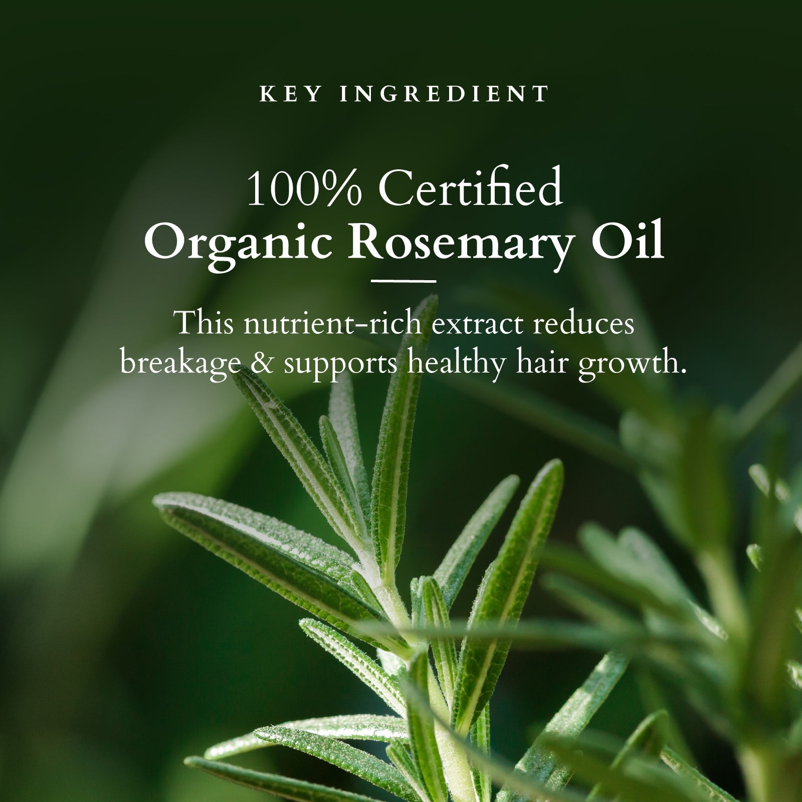 Lotus Herbals Organics+ Hair Fall Control Revival Mask, 150g