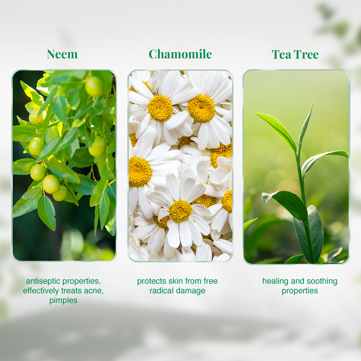 VLCC Neem with Chamomile Tea Tree and Mulberry Rose Face Wash - Image 5 - Buy from Indicrest